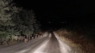 Malatyada yaban domuzu sürüsü görüntülendi