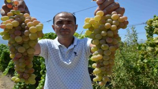 Manisada çilek uzümü hasadı başladı