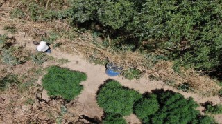 Manisada jandarmadan büyük uyuşturucu operasyonu