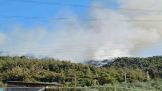 Manisada orman yangını