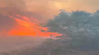 Manisada orman yangını