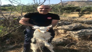 Mardinde kuyuya düşen keçi kurtarıldı