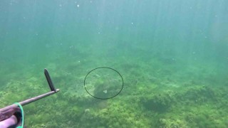 Marmara Denizinde bir ilk: Caretta caretta su altında görüntülendi