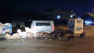 Marmaris Belediyesinin duyarsızlığı şehri domuz çiftliğine çevirdi