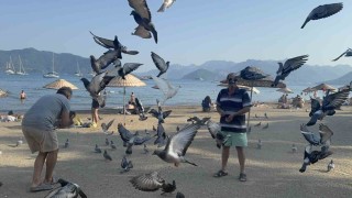 Marmaris Halk Plajının kanatlı müdavimlerine vatandaşlardan ilgi