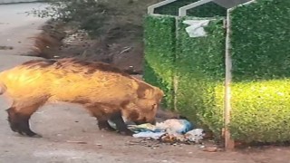 Marmarisi domuzlar istila etti