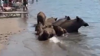 Marmariste yaban domuzları denize girerek serinledi