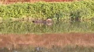 Melen Çayına düşen eşeği itfaiye kurtardı