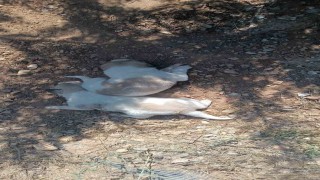 Menfeze sıkışan 2 köpek kurtarıldı