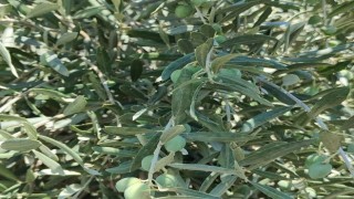 Menteşe Göktepede zeytinliklerde Entegre Mücadele denetimi