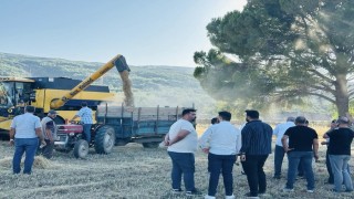 Menteşede buğday hasadında sona yaklaşıldı: 7 bin ton rekolte bekleniyor