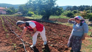 Menteşede tarım ekiplerinden ürün kontrolü ve çiftçi ziyareti gerçekleştirildi