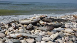 Mersin sahillerinde endişelendiren görüntü