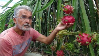 Mersinde pitaya bahçelerinde hasat başladı