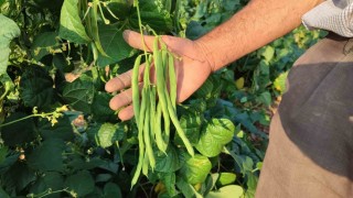 Meşhur Çameli sırık fasulyesinde hasat zamanı