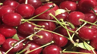 Meyve suyu ve reçel fabrikaları vişnede beklenen kaliteli ürün gelmeyince fiyatı düşürdü