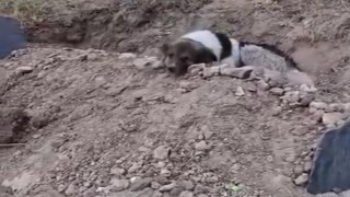 Mezar başında vefa nöbeti: Sahibinin mezarından ayrılmıyor