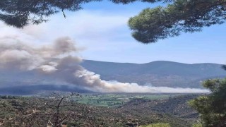 Milas Pınarcıkta makilik ve zeytinlik alan yangını