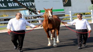 Milyonluk taylar, peynir ekmek gibi satıldı