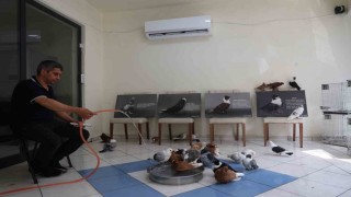 Milyonluk yerli ırk güvercinlere kavurucu sıcakta 5 yıldızlı otel konforunda hizmet