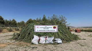 Mısır tarlasında ele geçirilen 45 bin kök kenevire 4 tutuklama