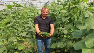 Modern seralarda hasat bereketi