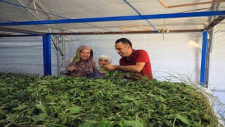 Muğla Büyükşehirden ipekböcekçiliğine tam destek