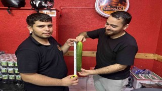 Muratlıda dev salatalık görenleri hayrete düşürdü