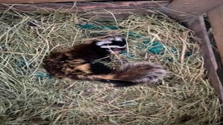 Muşta nesli tehlike altındaki ‘alaca sansar görüntülendi