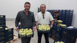 Mut beyaz inciri ihracata gidiyor