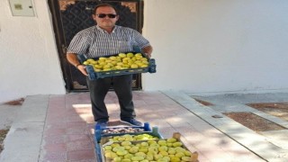 Mutta beyaz incir hasadı başladı