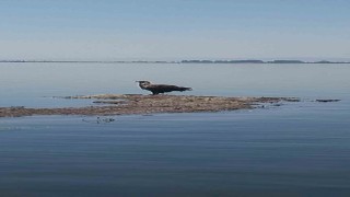 Nesli tehlike altındaki Ak Kuyruklu Kartal, Denizlide görüldü