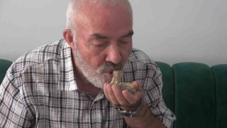 Ölmek üzereyken bulduğu kuşu ağzıyla besliyor