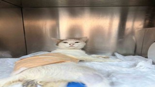 Omuriliğinden havalı tüfekle vurulan kedi tedavi altına alındı
