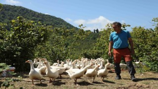 Orduda ‘alım garantili kaz yetiştiriciliği yaygınlaşıyor