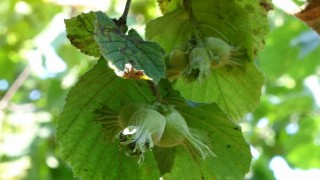 Orduda fındık hasat tarihleri açıklandı: Üreticilere erken hasattan kaçının uyarısı