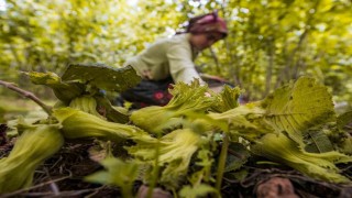 Orduda fındık toplamaya rekor başvuru