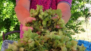 Orduda taze fındık tezgahlarda: Kilosu 200 TL