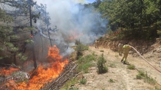 Orman yangınına sebep olan 9 kişi gözaltına alındı, bir kişi tutuklandı