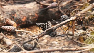 Orman yangınında alevlerin arasında kalan kadın böyle kurtarılmış
