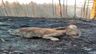 Orman yangınında yürek burkan görüntü