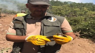 Orman yangınından etkilenen hayvanlara ilk müdahale çok önemli