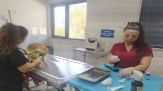 Orman yangınlarından etkilenen hayvanlara belediye şefkati