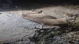 Ormandan çıkan geyik, telef oldu