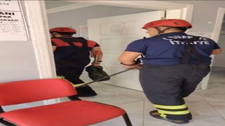 Osmaniyede aile sağlığı merkezine giren yılan paniğe neden oldu