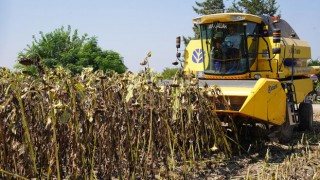 Osmaniye’de Ayçiçeği Hasadı Coşkuyla Başladı