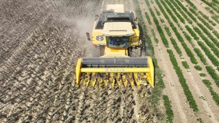 Osmaniyede Ayçiçek hasadı başladı