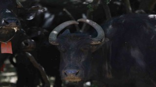 (ÖZEL) Boynuzları kalp şeklinde olan manda dikkat çekiyor