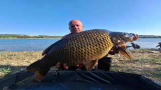 (ÖZEL) Yakalandıkları devasa sazanları yeniden suya bıraktılar