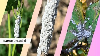 Pamuk üreticilerine unlu bit uyarısı